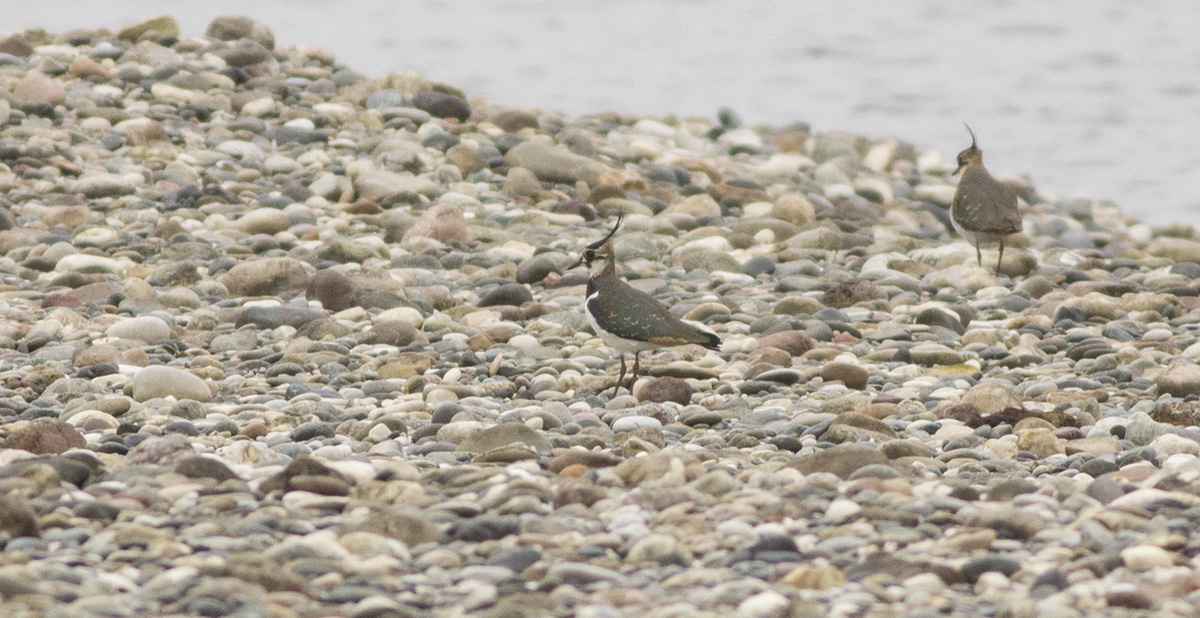 Northern Lapwing